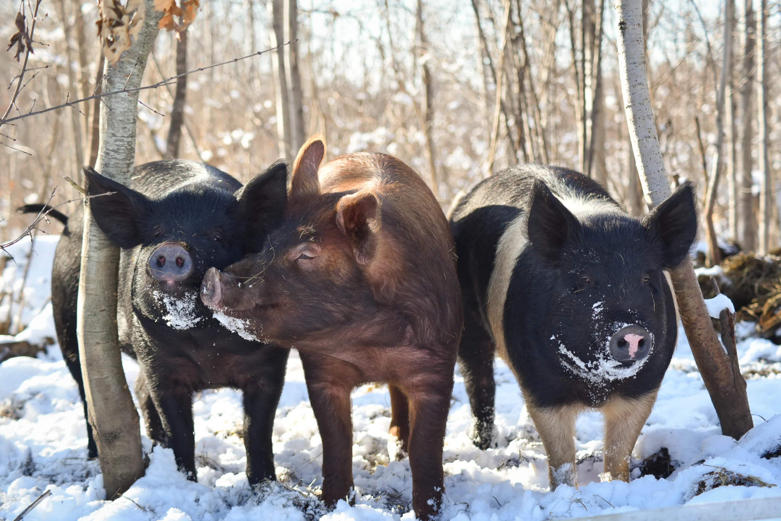Of Hogs and Hugels: Creating a Perennial Food Forest