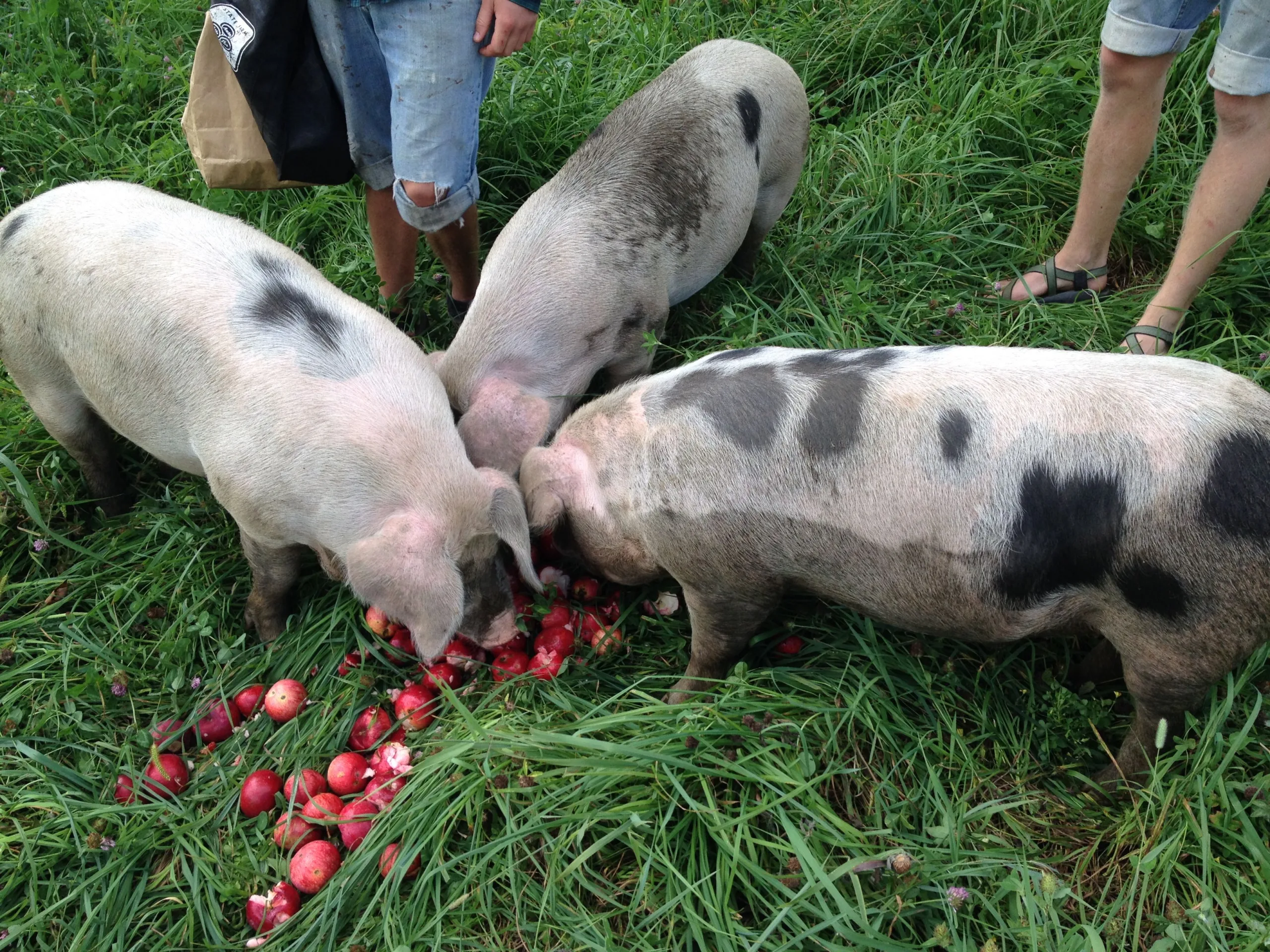 How We Raised Pastured Pork in 2014