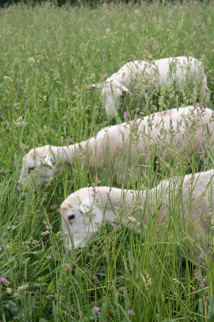 50 Sheep Added to Our Hayfield Restoration Program