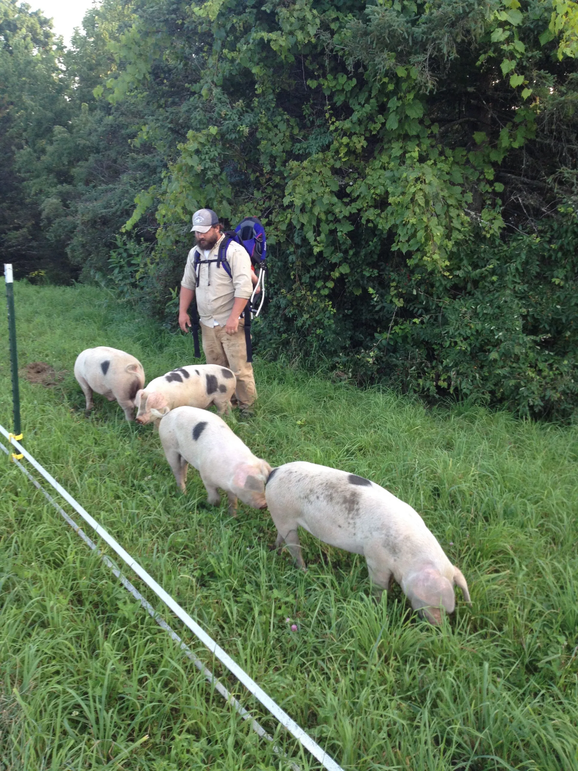 Room to Romp, Room to Roam with Studio Hill’s Pasture-Raised Pigs