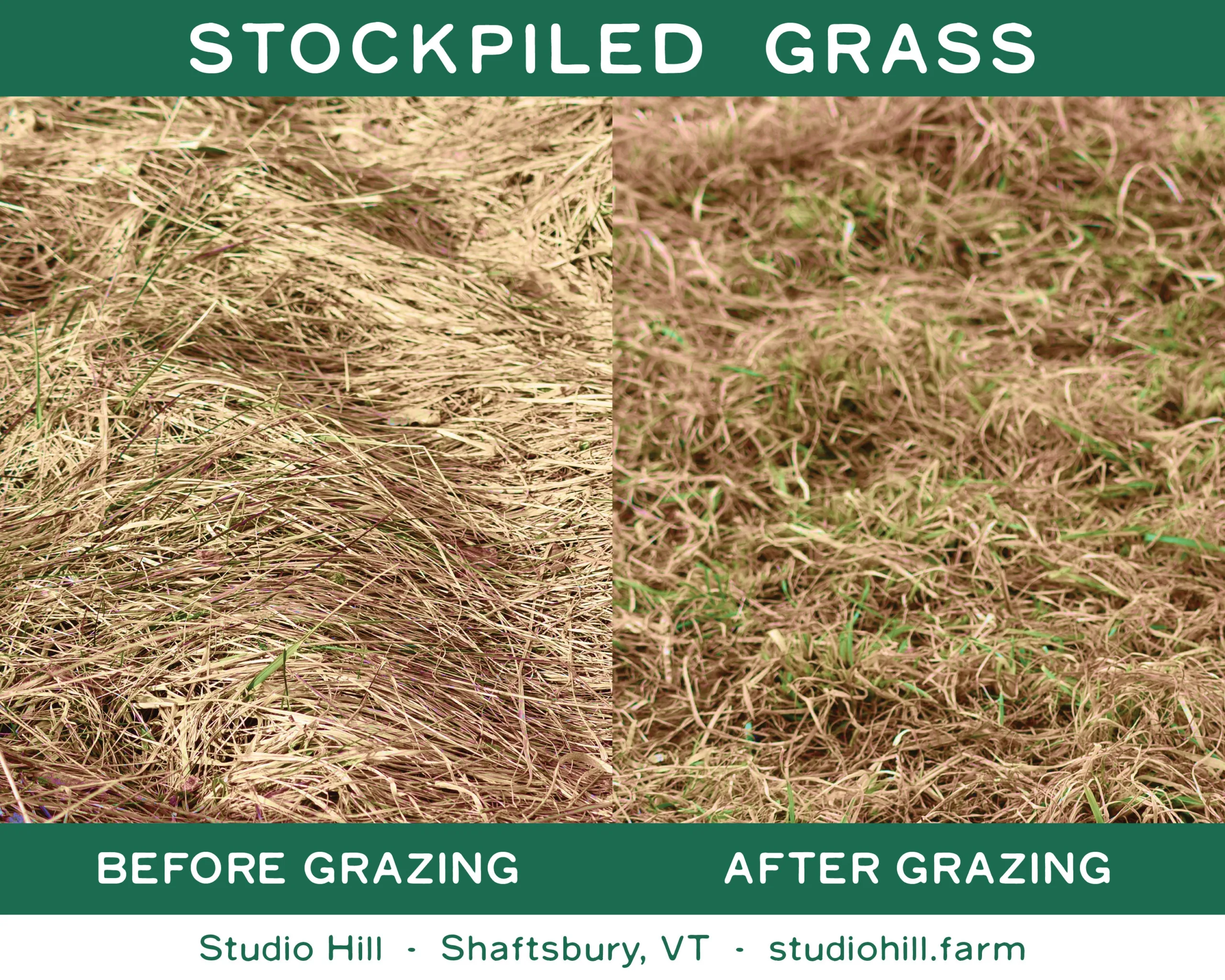 Stockpiling Grass for Early Spring Grazing