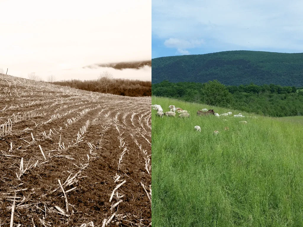 Regenerative Agriculture and the Dawn of Planetary Engineering