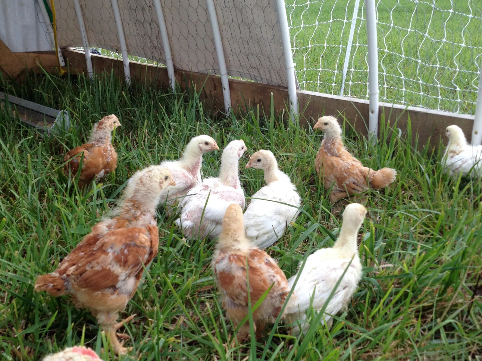 Hayfield Restoration with Chickens: Idea & Testing