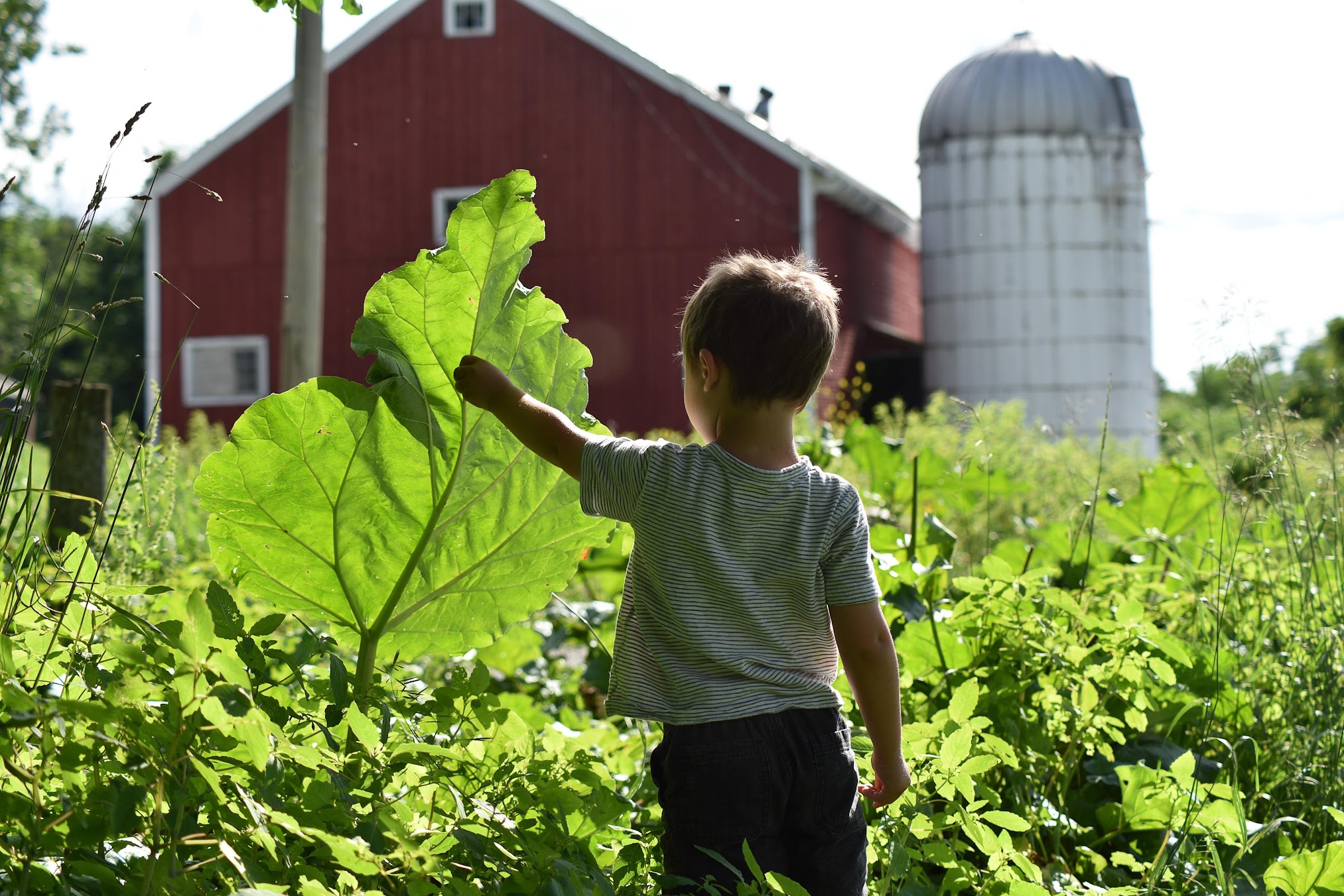 Studio Hill farm, Shaftsbury, Vermont