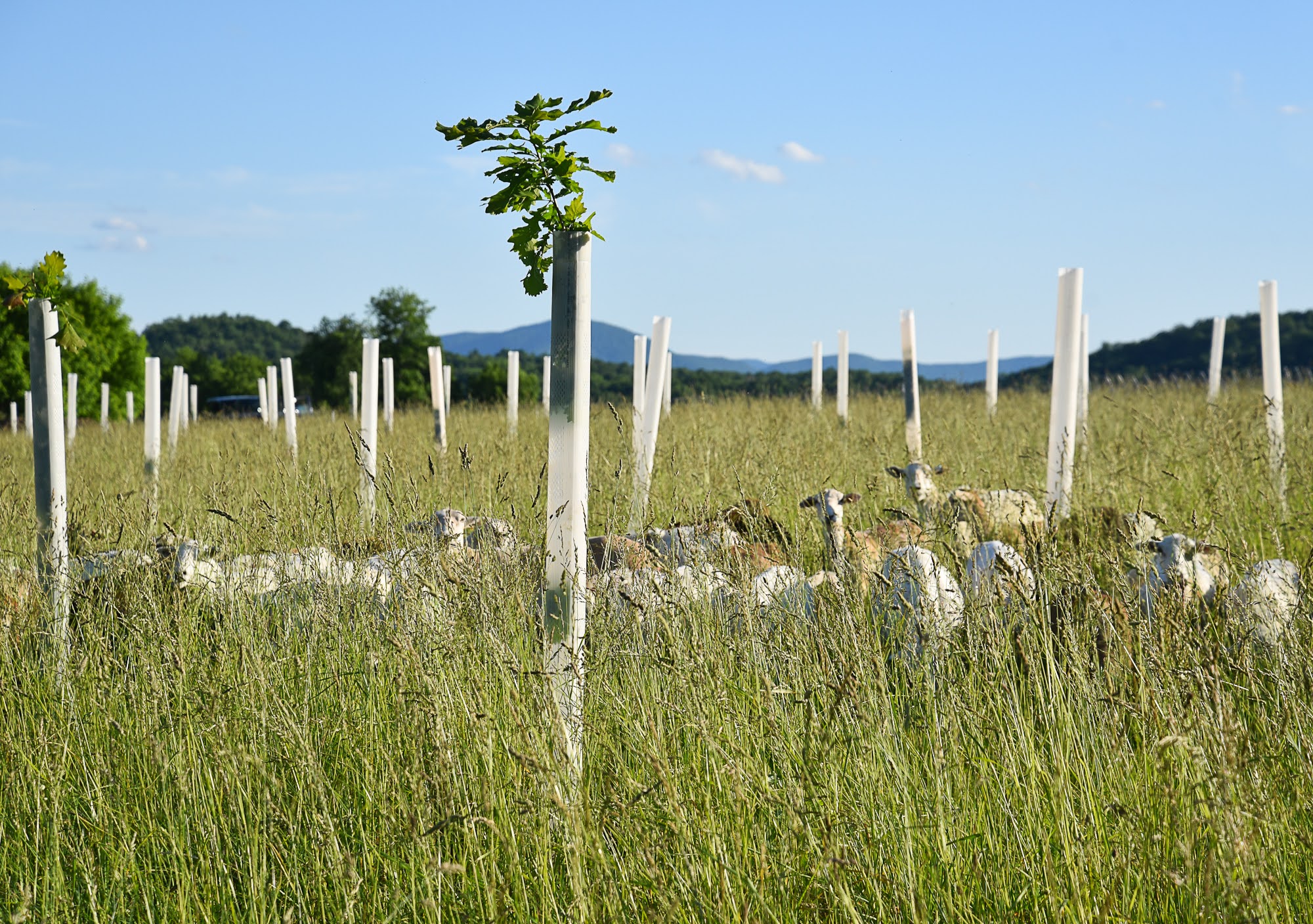 Studio Hill and Bell & Burrow farmland