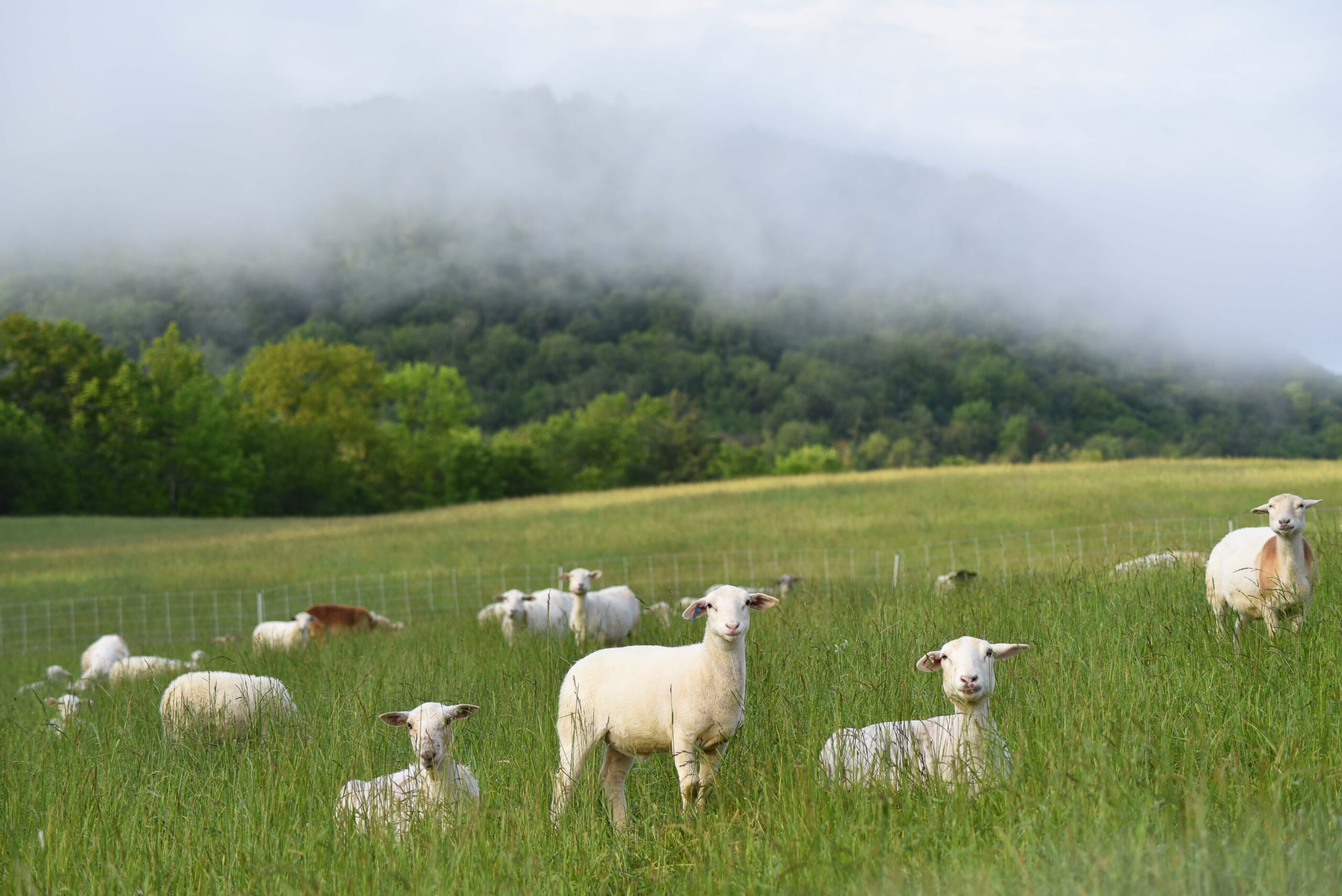 Sheep grazing on pasture at Studio Hill
